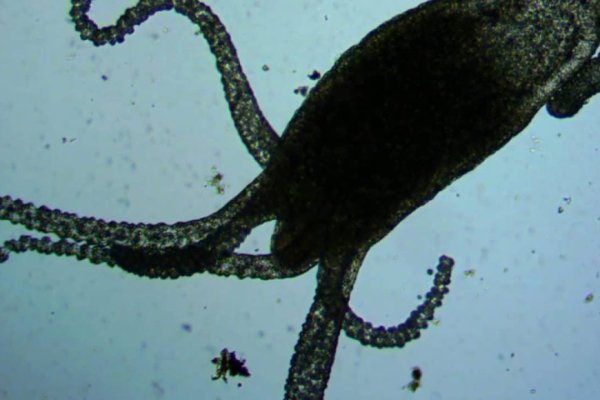 Kraken onion